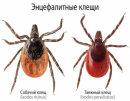КЛЕЩЕВОЙ ВИРУСНЫЙ ЭНЦЕФАЛИТ и меры его профилактики КЛЕЩЕВОЙ ВИРУСНЫЙ ЭНЦЕФАЛИТ и меры его профилактики.
