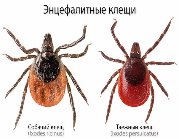 КЛЕЩЕВОЙ ВИРУСНЫЙ ЭНЦЕФАЛИТ и меры его профилактики КЛЕЩЕВОЙ ВИРУСНЫЙ ЭНЦЕФАЛИТ и меры его профилактики.